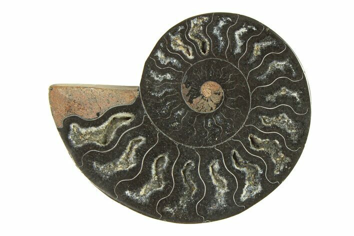 Cut & Polished Ammonite Fossil (Half) - Unusual Black Color #296315